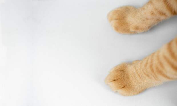 Почему кошка топчет хозяина или вещи перед сном, и как это связано со стрессом