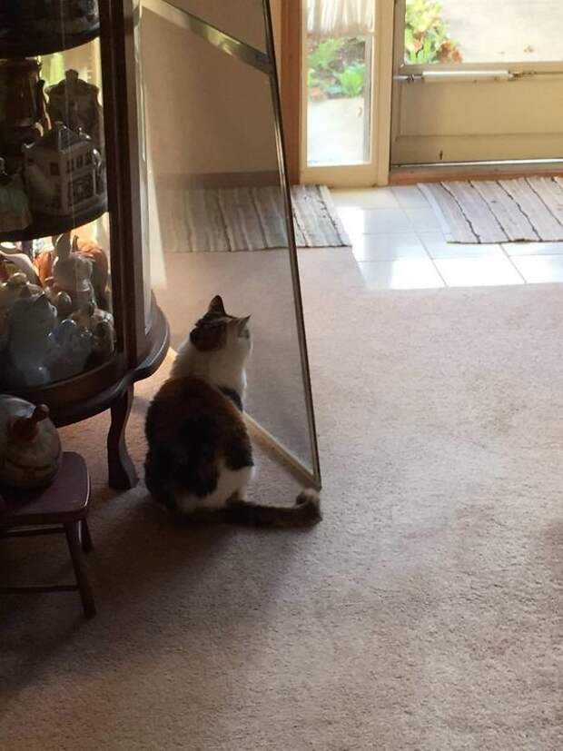 Коты, при виде которых невозможно не смеяться