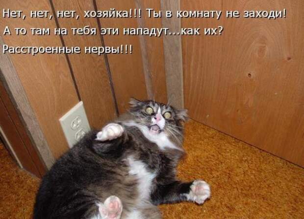 Усатый и хвостатый (котоматрица)