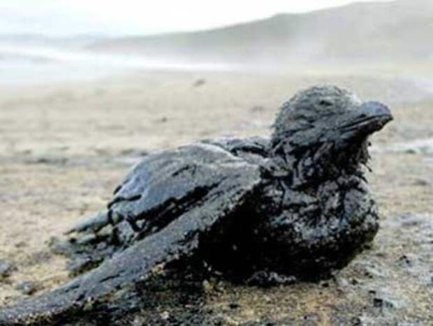 bp-halliburton-cameron-or-transocean-to-be-determined-in-court-screwed-up-and-the-deepwater-horizon-blew-up
