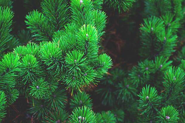 Ель. Фото: pixabay.com