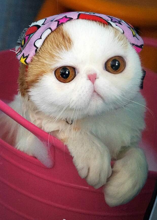 Кот Снупи - звезда интернета. Фото