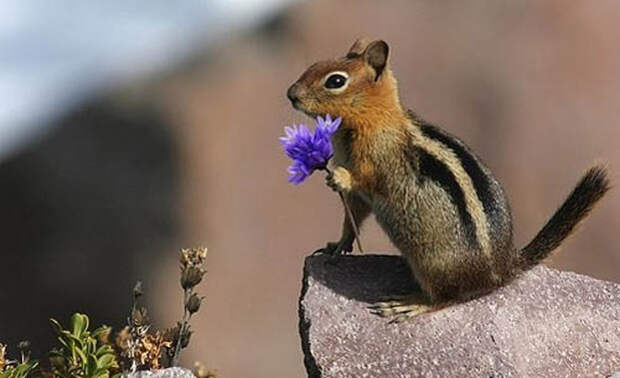 79037632_large_animals_flowers203 (670x409, 150Kb)