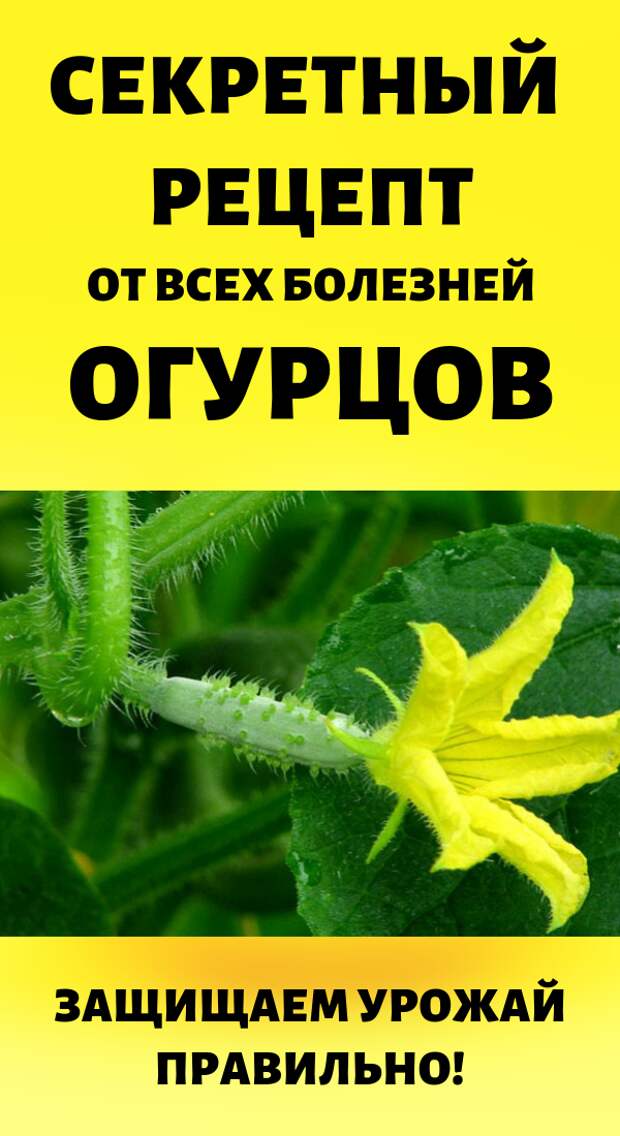 Дача и огород своими руками: Секретный рецепт от всех болезней огурцов. Защищаем урожай правильно!