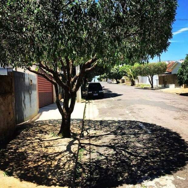 Tree's Shadow