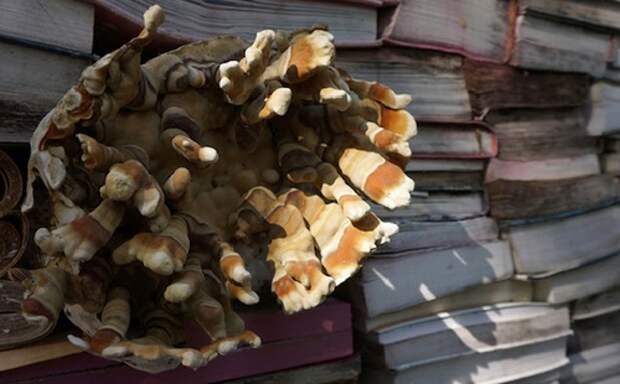 грибы из книг