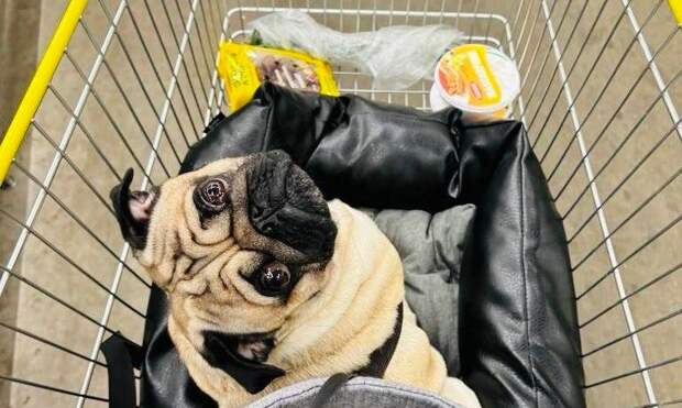 Когда можно зайти в магазин с собакой, а когда — нельзя, объяснили в Роскачестве