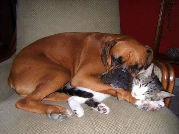 Кот и пёс  кот, кошка, пёс, собака