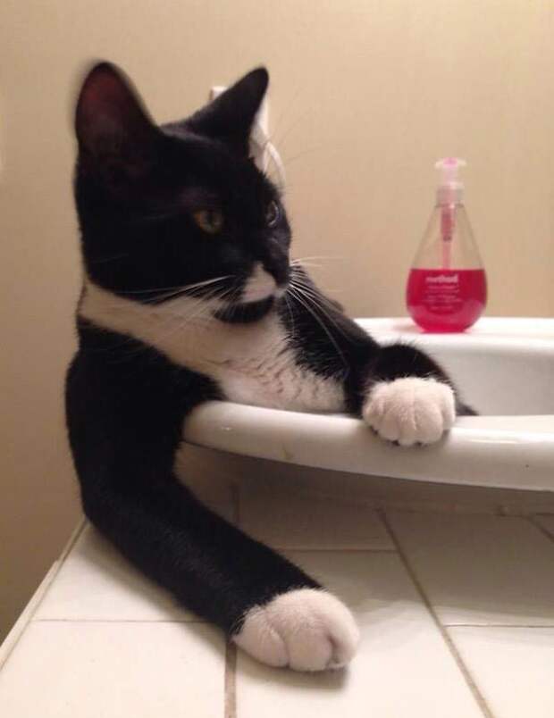 коты любят воду, коты купаются, коты вода