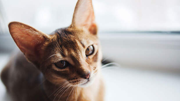 The Guardian: бурманские короткошерстные кошки живут дольше остальных