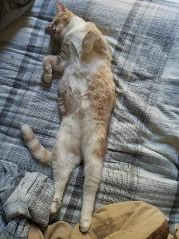 Без кота и жизнь не та