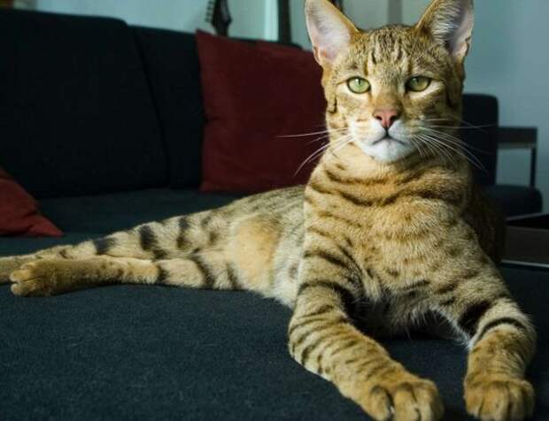 50e3341 Ашера - уникальная кошка-леопард