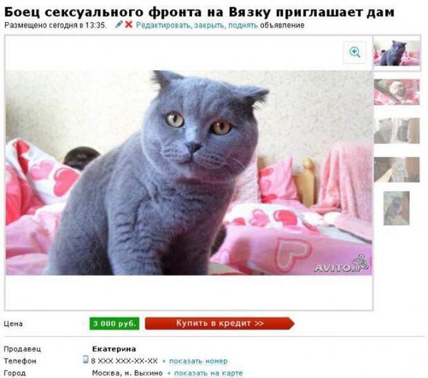 самые оригинальные объявления на авито 