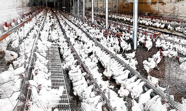 В Орловской области увеличилось поголовье птицы