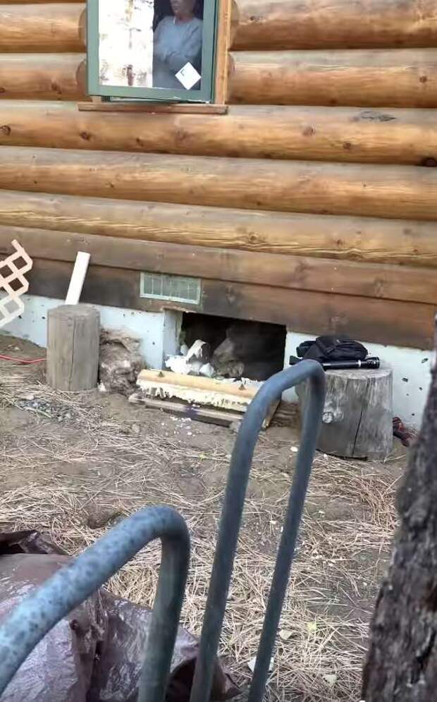 медведь забрался во двор медведь под домом