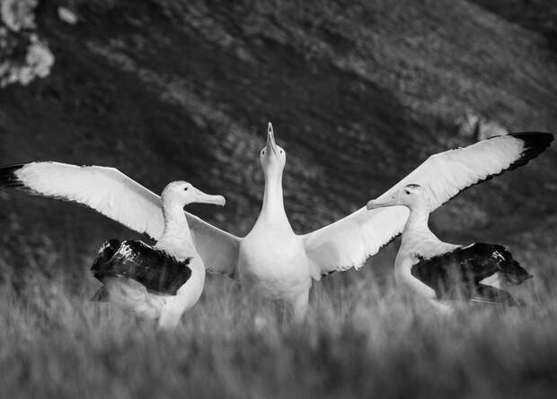 Застенчивость самцов альбатросов повысила риск их расставания с партнершами