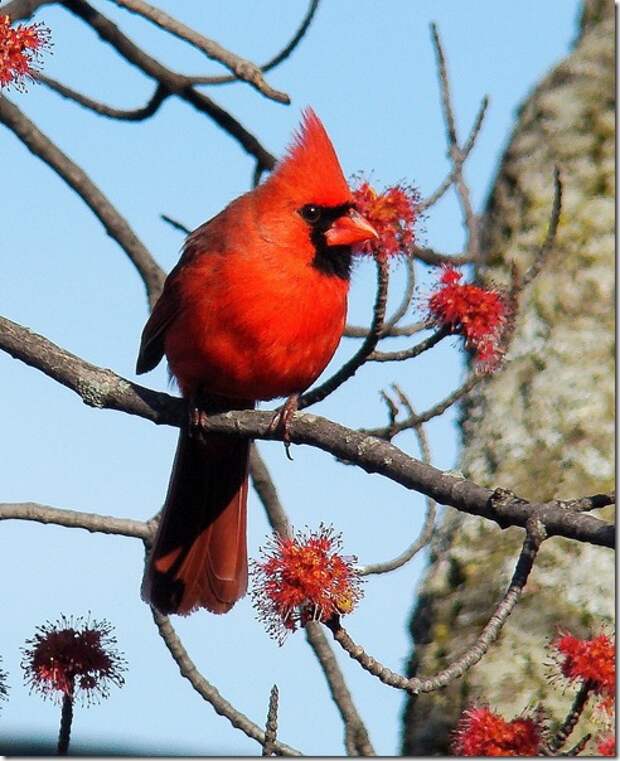 cardinal bird