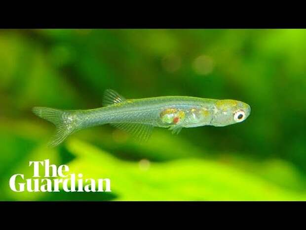 Рыба размером с человеческий ноготь издаёт такие же громкие звуки, как реактивный двигатель (фото + видео)