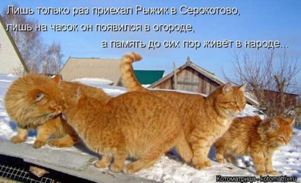 Котоматрицы (картинки с надписями)