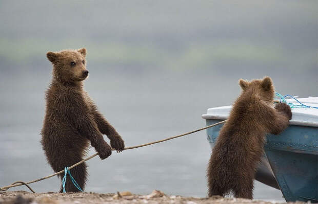 Невероятные фотографии медведей 8