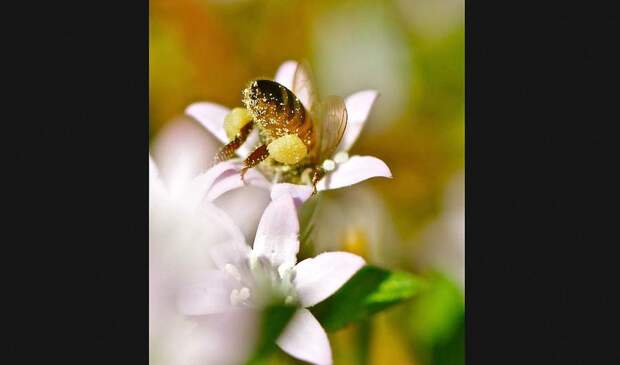 Победители ежегодного фотоконкурса Focus on Nature
