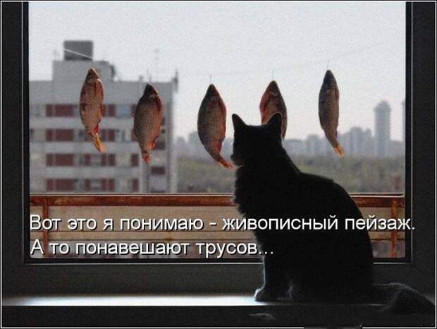 веселые картинки