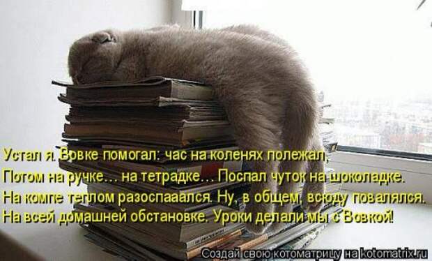 Свежая котоматрица (22 шт)