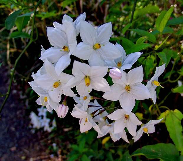 Цветы картофельного дерева...