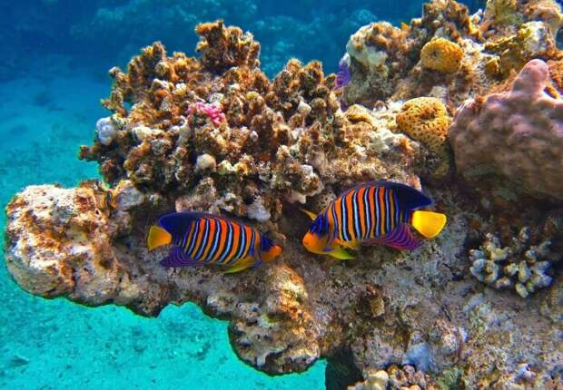 Кораллы - достояние Египта. |Фото: fotosselect.ru.