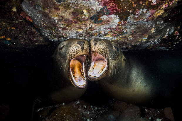 Конкурс подводной фотографии Ocean Art 2019