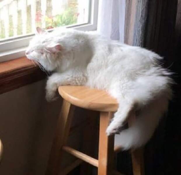 Кот смотрит в окно Кот лежит