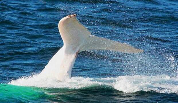 30-летний белый кит Мигалу снова попал на видео