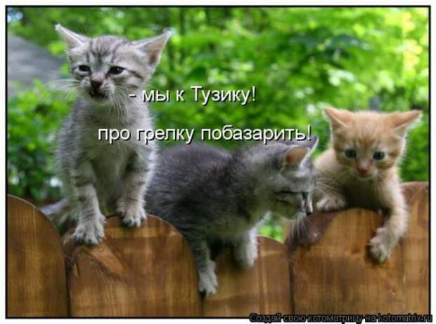 Котоматрицы(картинки с надписями)