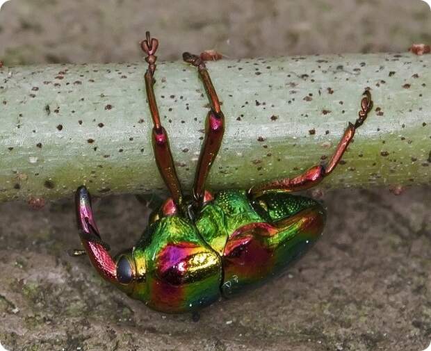Долгоносик Eurhinus magnificus