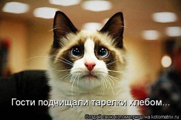 1428677973_kotomatricy-17