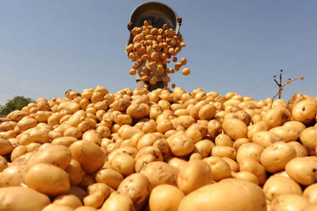 Аграрии Мордовии соберут рекордный урожай картофеля - Новости Саранска и Республики Мордовия