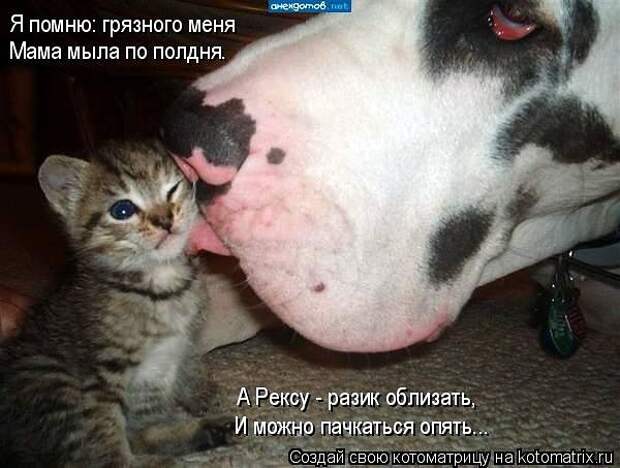 веселые картинки