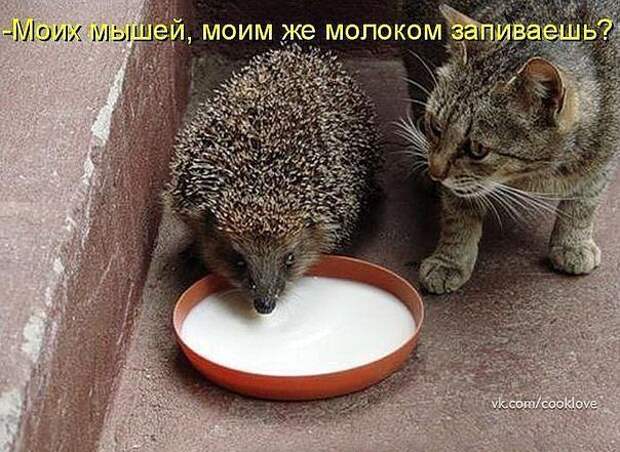 Прикольные картинки