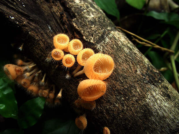 Странные грибы грибы, природа, факты