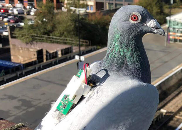 Сенсоры-«рюкзачки» позволят голубям собирать климатические данные