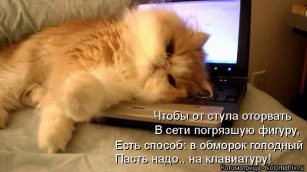Лучшая котоматрица недели (38 фото)