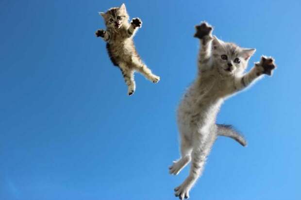 Прыгающие коты. Постарайся не залипнуть перед экраном монитора! Забавные коты, котенок, котик, котэ, прыгающие коты