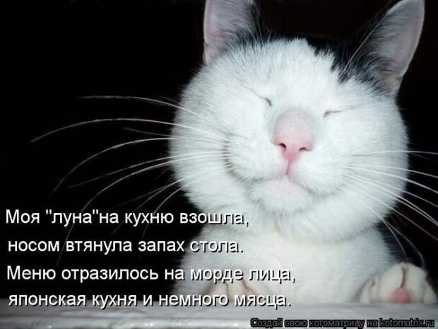 Лучшие котоматрицы за неделю