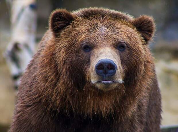 В ХМАО объявлили карантин из-за обнаруженных в туше медведя редких паразитов