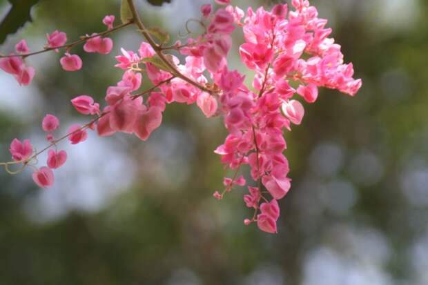 3303834_spring_time_9 (700x466, 166Kb)