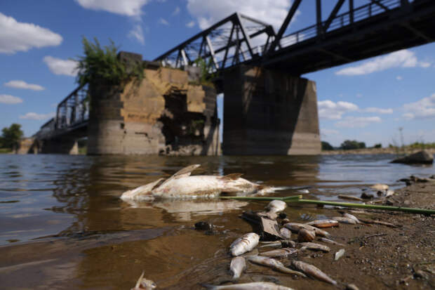 СМИ: Польша и Германия выясняют, почему река Одер покрыта тоннами мертвой рыбы
