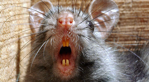 Крысы являются переносчиками большого количества инфекционных заболеваний, например, таких как столбняк и содоку, которые могут передаваться человеку через слюну грызуна при укусе.