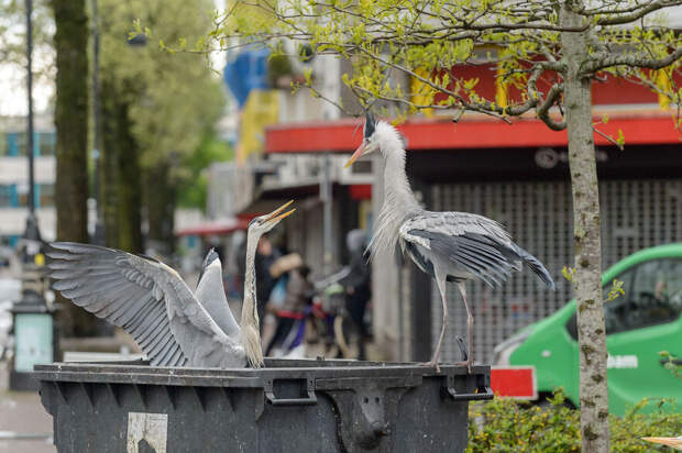 Финалисты фотоконкурса Bird Photographer Of The Year 2021