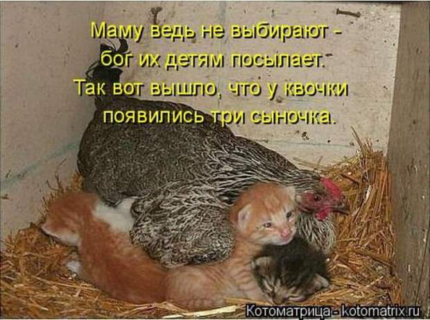 Котоматрицы(картинки с надписями)