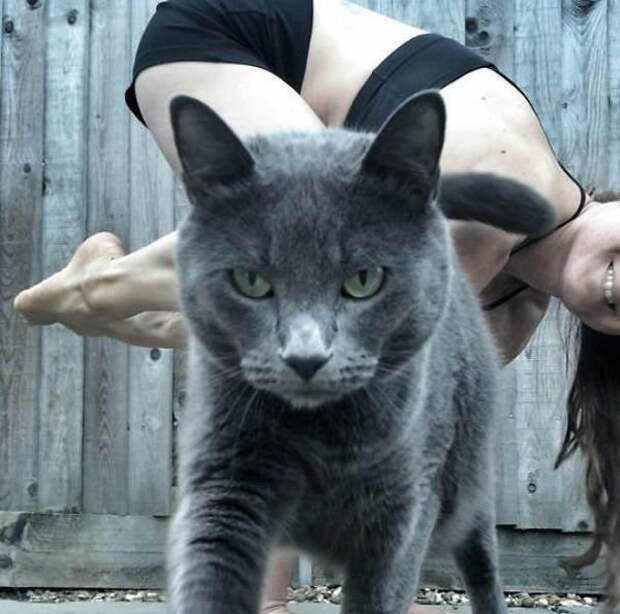 Как же надоела эта йога... животные, кот, кошка, селфи, снимок, фото, фотобомба, юмор